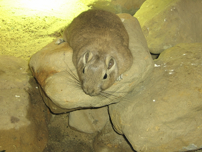 Гунди
