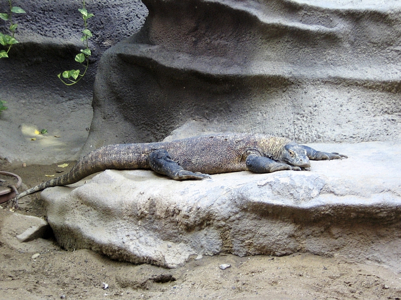 Комодский варан