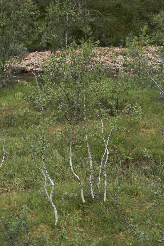2018-07-24 15-10-14 375