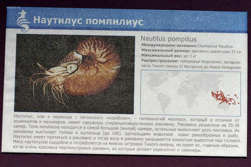 Наутилус Пампилиус