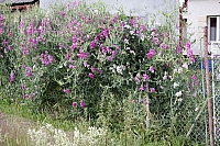 2009-07-13 10-44-15
