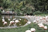 фламинго