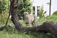 южноафриканский гепард
