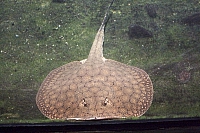 скат