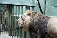 лев