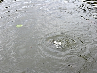 2009-07-15 13-39-45