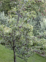2009-07-14 21-12-53