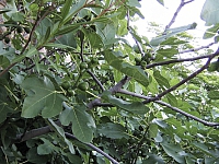 2009-07-14 21-42-40