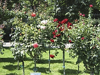 2009-07-22 15-01-59