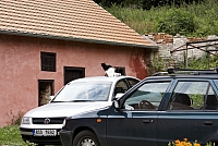 почти белая кошка, черный кот