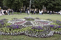 клумбы-конкурсантки
