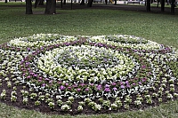 клумбы-конкурсантки