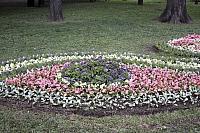 клумбы-конкурсантки