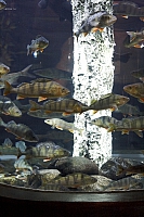 2011-03-13 Океанариум