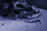2011-03-13 15-09-10 Oc116
