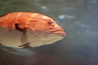 2011-03-13 15-37-18 Oc221