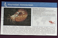 Наутилус Пампилиус
